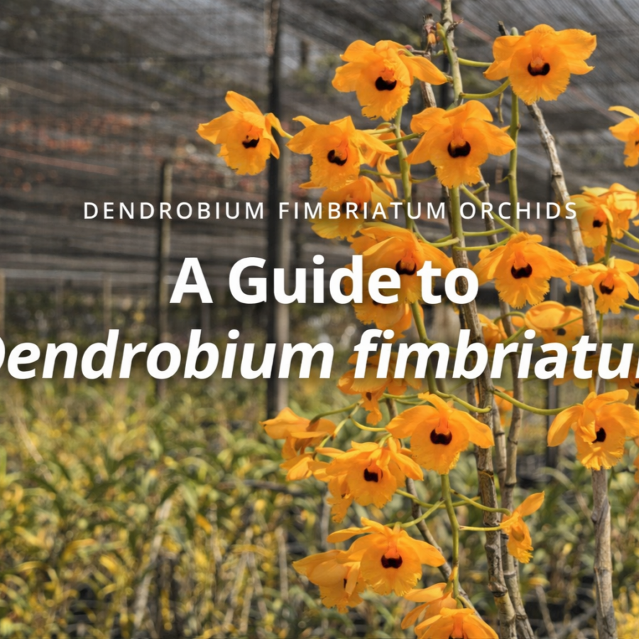 Dendrobium fimbriatum