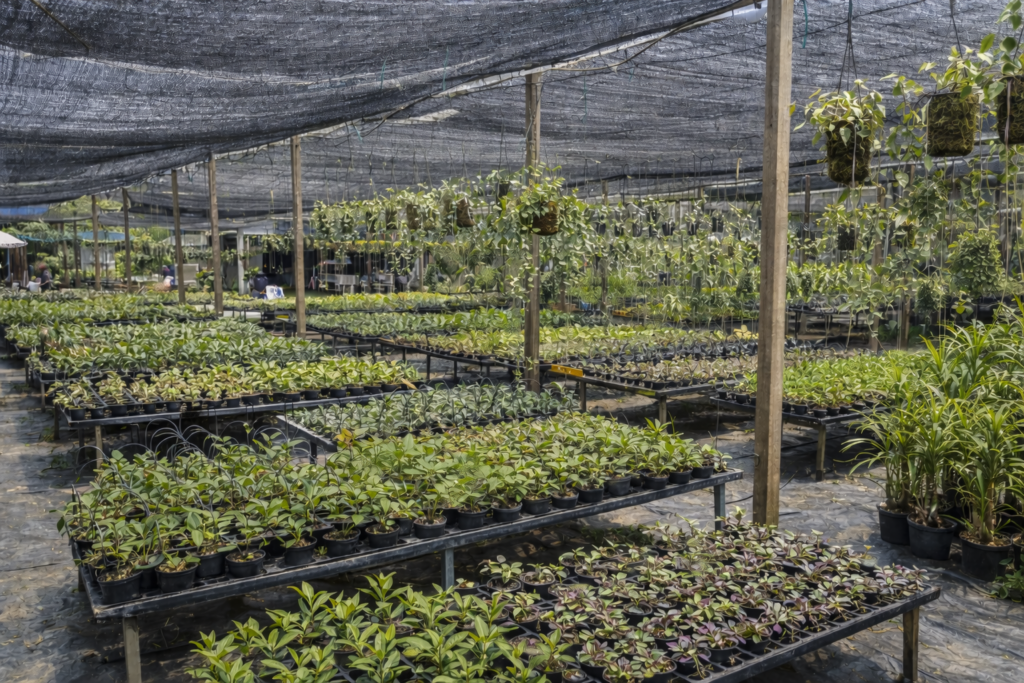 Understanding Orchid Blooming Cycles -Why Orchids Don’t Flower at the Same Time orchid plant for sale