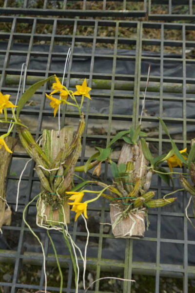 dendrobium-trigonopus-blooming-size-mounted-plant.jpg