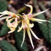 Dendrobium cucumerinum – Buy Online | Sib Orchid Dendrobium cucumerinum