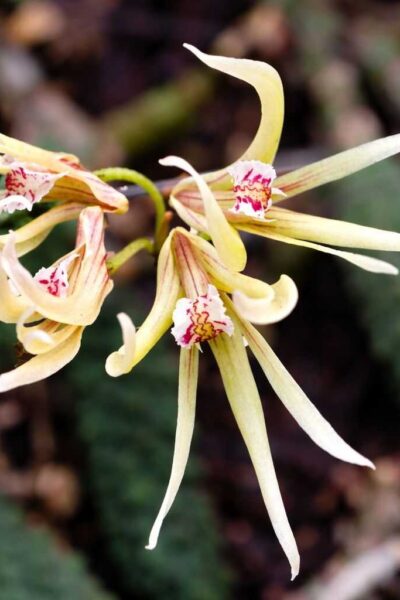 Dendrobium cucumerinum