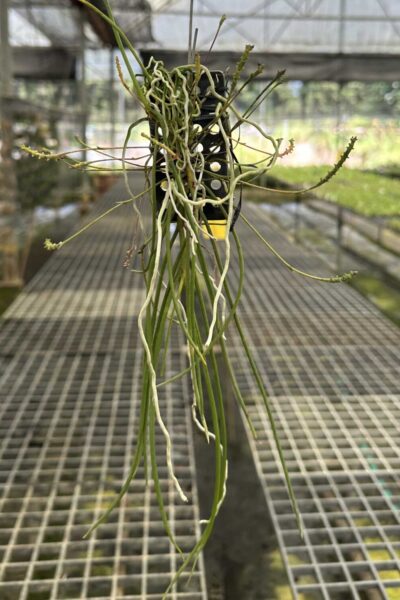 Thrixspermum filiforme