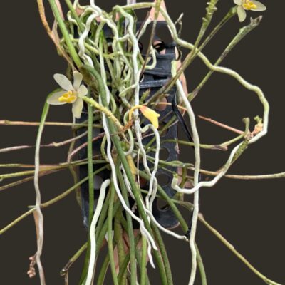 Thrixspermum filiforium