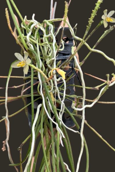 Thrixspermum filiforme