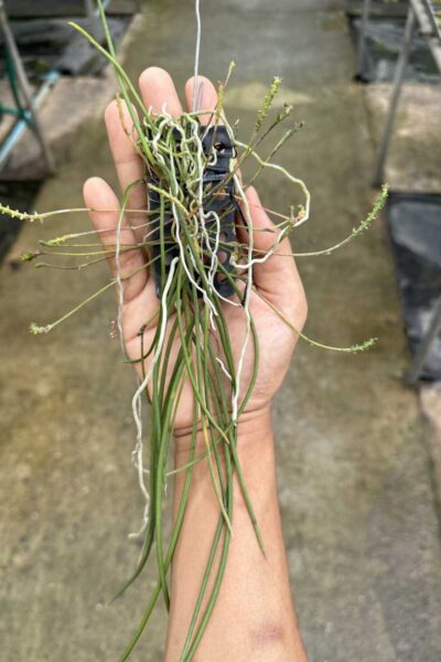 Thrixspermum filiforme