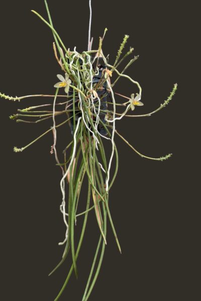 Thrixspermum filiforme