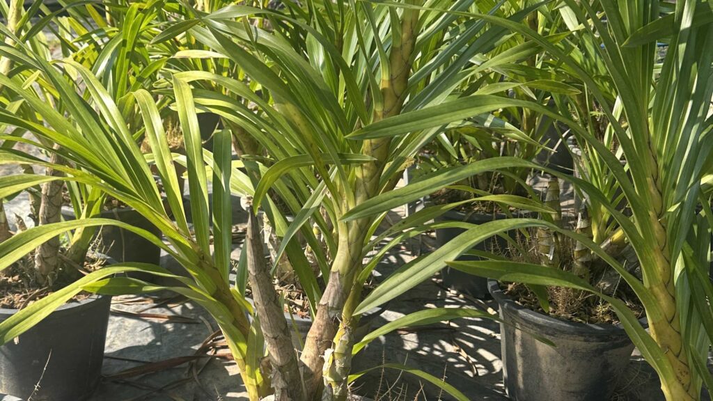 Understanding Orchid Blooming Cycles -Why Orchids Don’t Flower at the Same Time orchid plant for sale