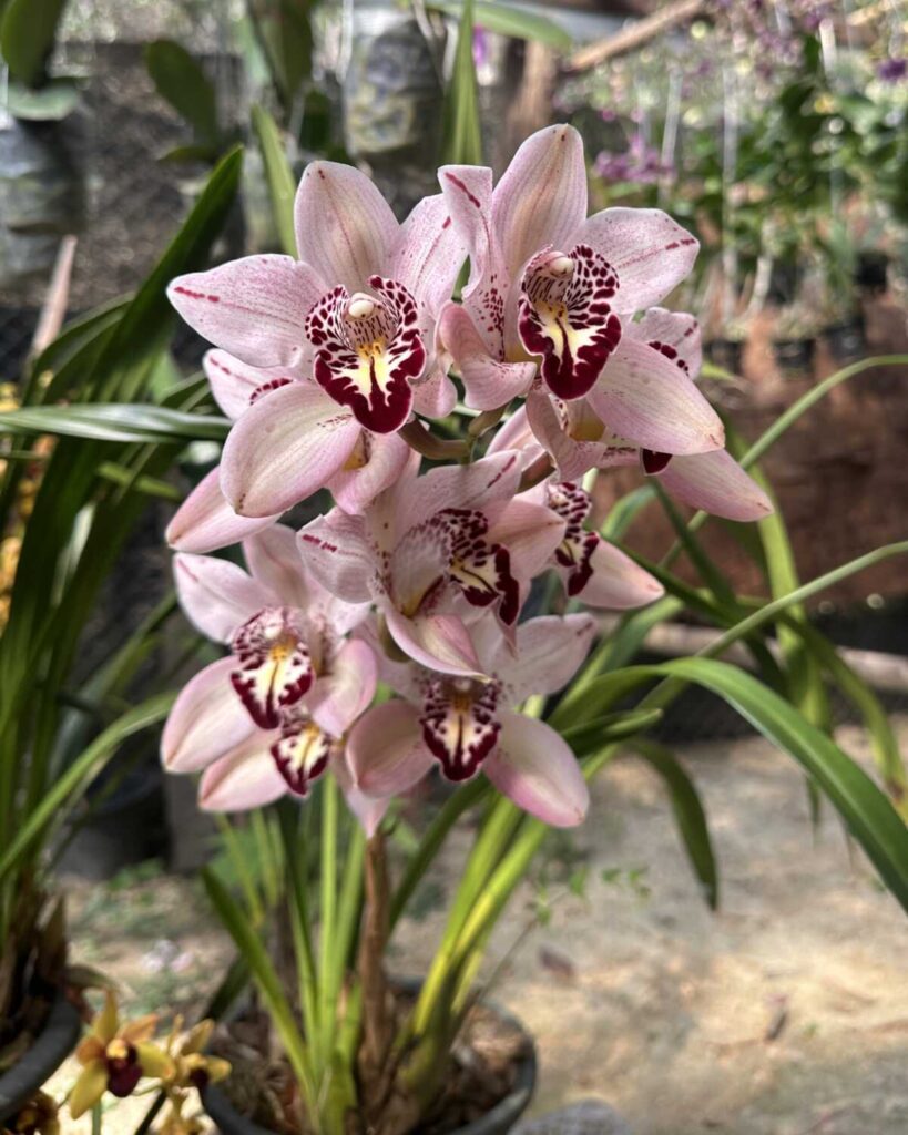 Understanding Orchid Blooming Cycles -Why Orchids Don’t Flower at the Same Time orchid plant for sale