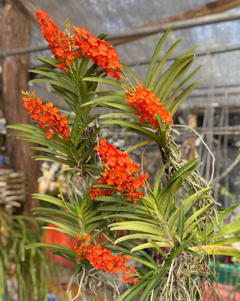 Understanding Orchid Blooming Cycles -Why Orchids Don’t Flower at the Same Time orchid plant for sale