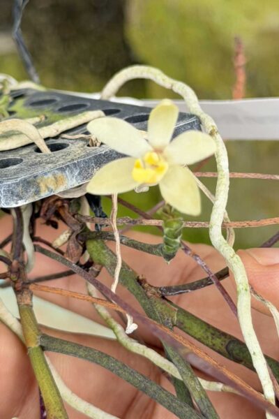 Thrixspermum filiforme