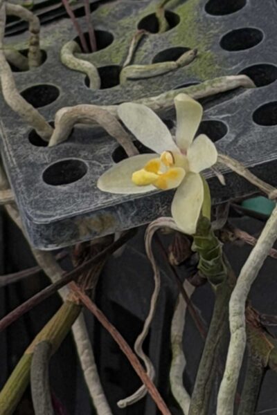 Thrixspermum filiforme