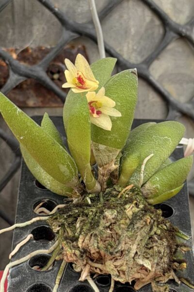 Dendrobium rigidum – Blooming Size Miniature Orchid