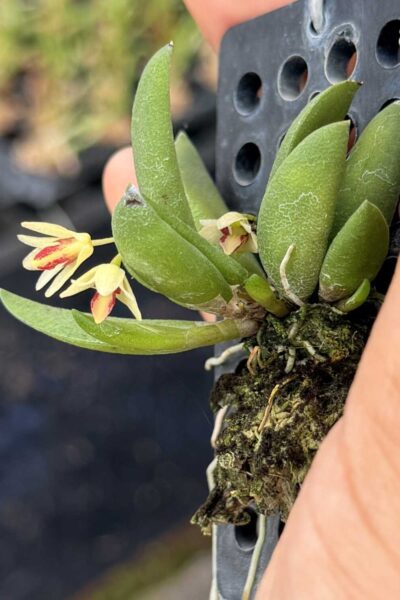 Dendrobium rigidum – Blooming Size Miniature Orchid