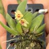 Dendrobium rigidum – Buy Online | Sib Orchid Dendrobium rigidum – Blooming Size Miniature Orchid