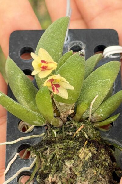 Dendrobium rigidum – Blooming Size Miniature Orchid