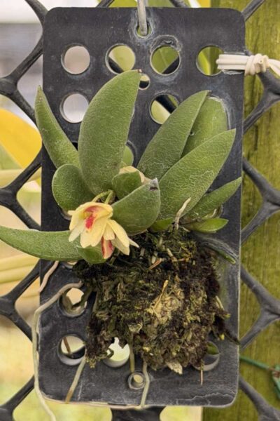 Dendrobium rigidum – Blooming Size Miniature Orchid