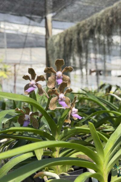 Vanda tessellata sb orchid for sale