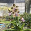 Vanda tessellata (First Bloom) – Buy Online | Sib Orchid Vanda tessellata sb orchid for sale