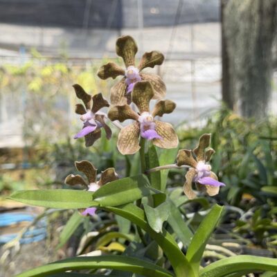 Vanda tessellata (First Bloom)