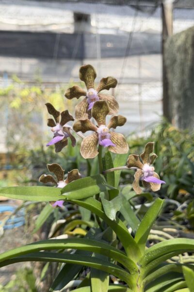 Vanda tessellata sb orchid for sale