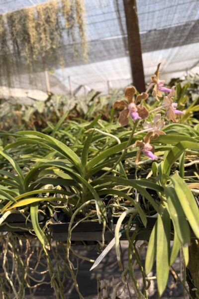 Vanda tessellata sb orchid for sale