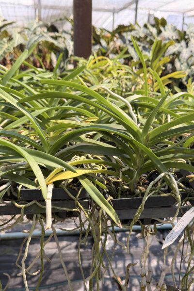 Vanda tessellata sb orchid for sale