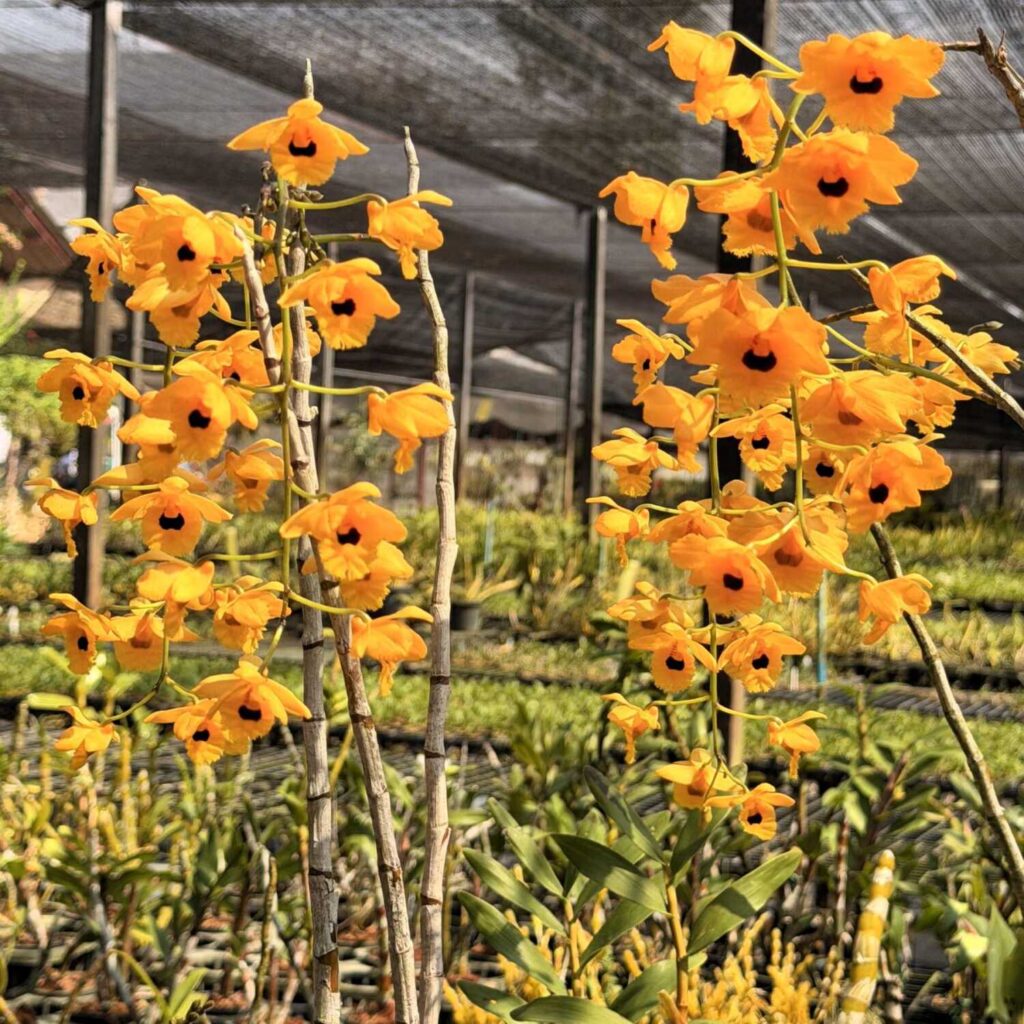 Dendrobium fimbriatum