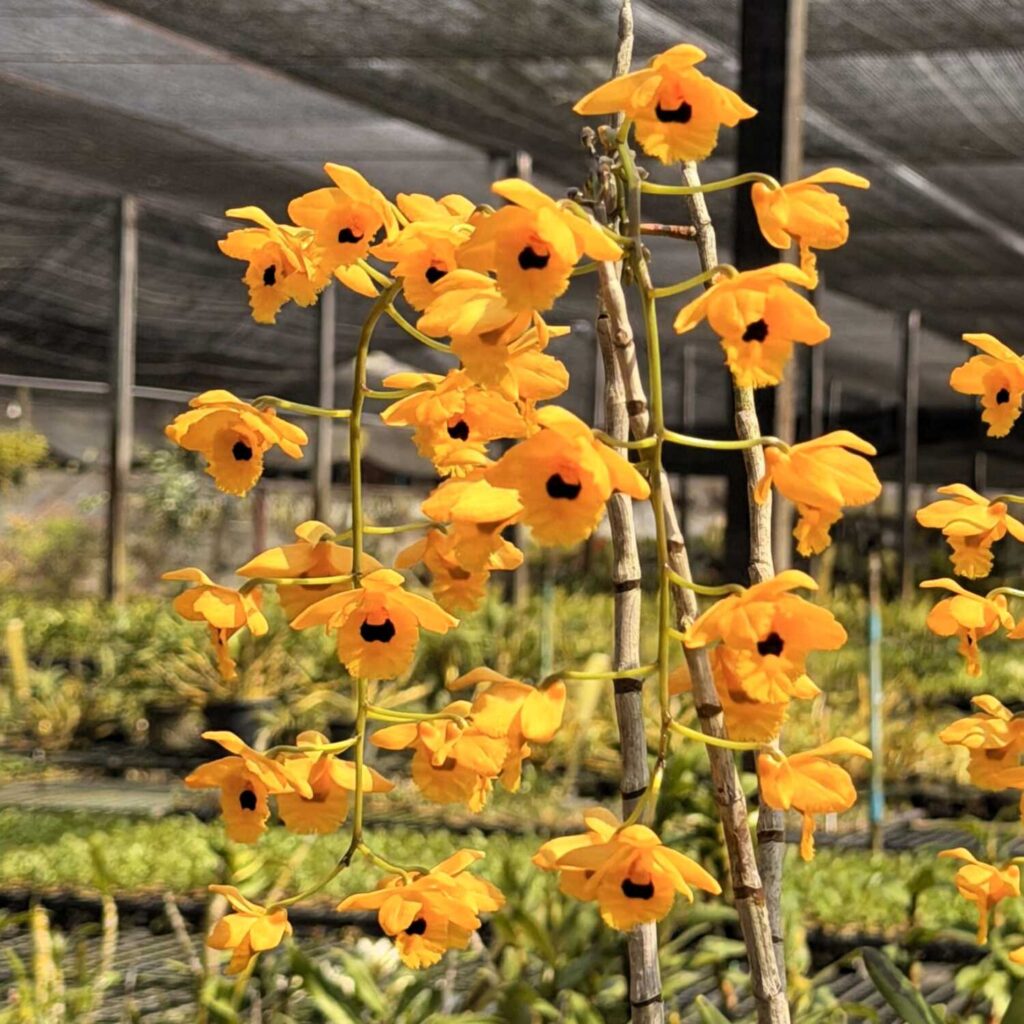 Dendrobium fimbriatum