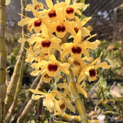 Dendrobium Nobile × Dendrobium friedricksonianum