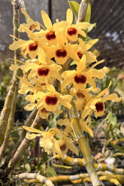 Dendrobium Nobile × Dendrobium friedricksonianum