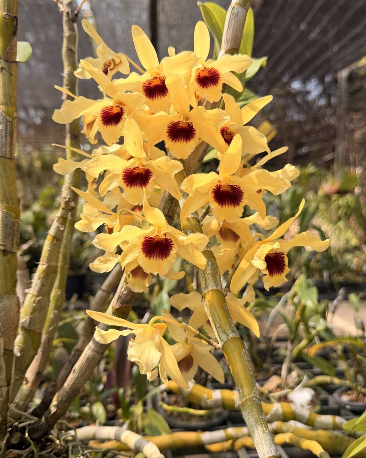 Dendrobium Nobile × Dendrobium friedricksonianum – Buy Online | Sib Orchid Dendrobium Nobile × Dendrobium friedricksonianum