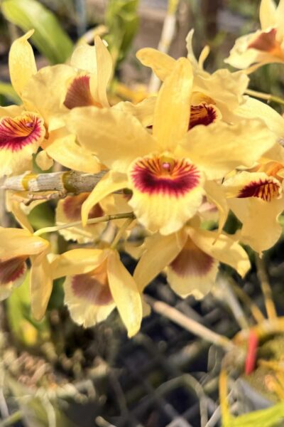 Dendrobium Nobile × Dendrobium friedricksonianum
