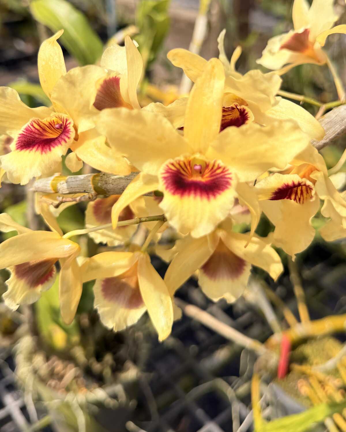 Dendrobium Nobile × Dendrobium friedricksonianum – Buy Online | Sib Orchid Dendrobium Nobile × Dendrobium friedricksonianum