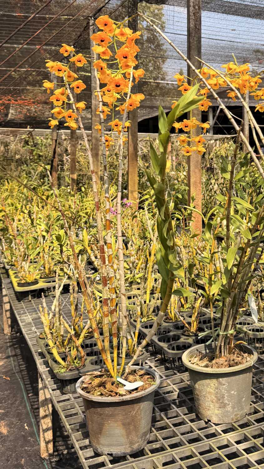 Dendrobium fimbriatum