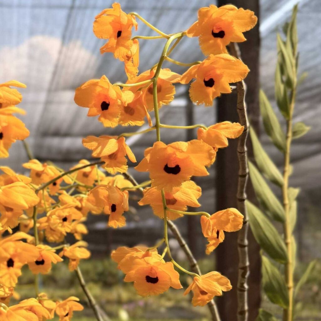Dendrobium fimbriatum