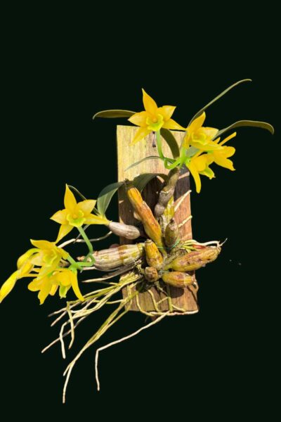 dendrobium-trigonopus-blooming-size-mounted-plant.jpg