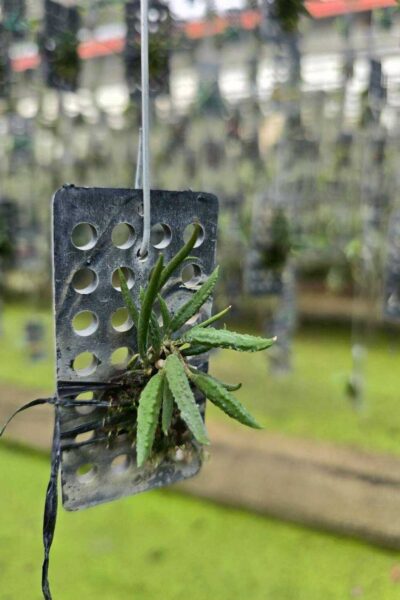 Dendrobium cucumerinum