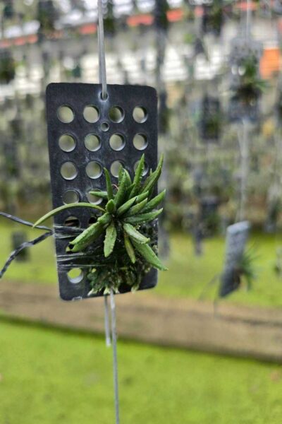 Dendrobium cucumerinum