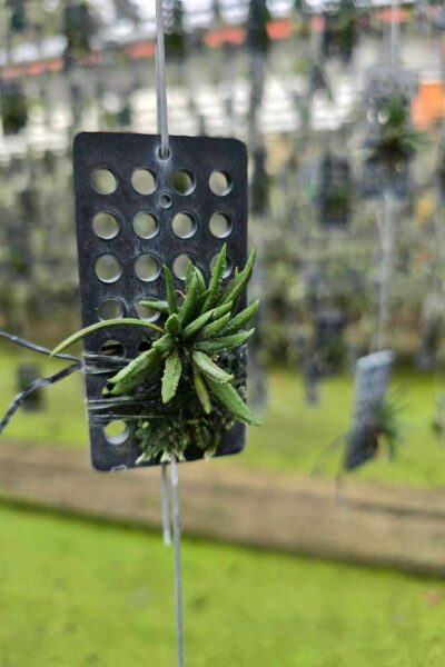 Dendrobium cucumerinum