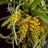 Pomatocalpa spicata (Full Size) orchid plant for sale