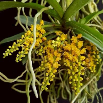 Pomatocalpa spicata (Full Size)