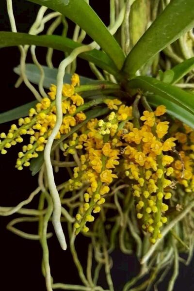 Pomatocalpa spicata (Full Size)