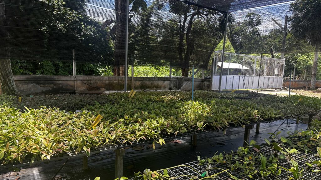 Understanding Orchid Blooming Cycles -Why Orchids Don’t Flower at the Same Time orchid plant for sale