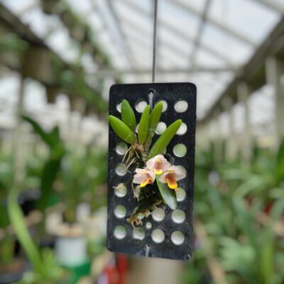 Dendrobium lichenastrum