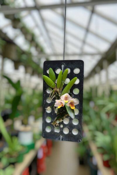 Dendrobium lichenastrum