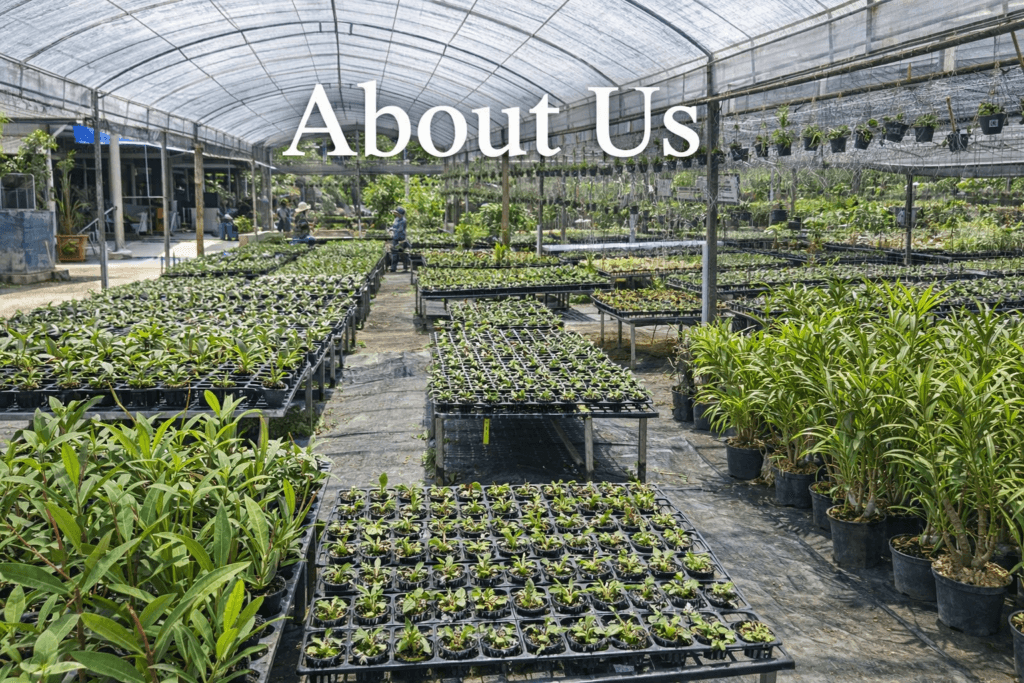 About Us orchid plant for sale