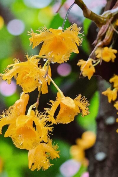 Dendrobium harveyanum