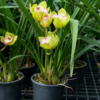 Cymbidium Green Pink Lip (Small - Medium) – Buy Online | Sib Orchid Cymbidium Green Pink Lip Orchid