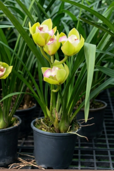 Cymbidium Green Pink Lip Orchid