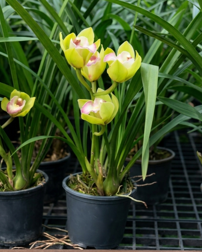 Cymbidium Green Pink Lip (Small - Medium) – Buy Online | Sib Orchid Cymbidium Green Pink Lip Orchid